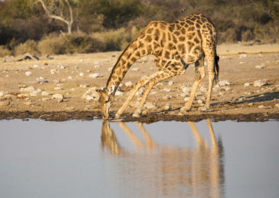 Giraffe