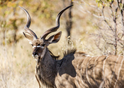 Kudu
