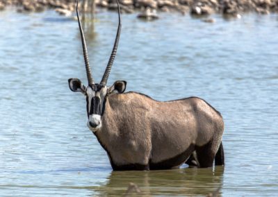 Oryx beim Bad