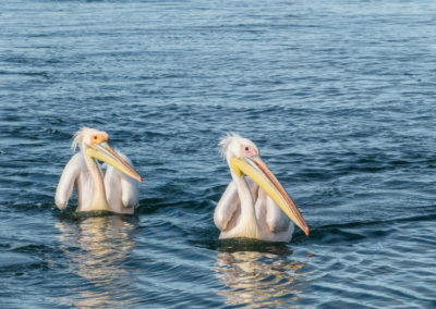 Pelikane